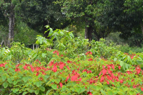 Download Blooming Flowers in the Borobudur Temple - Premium Bundle